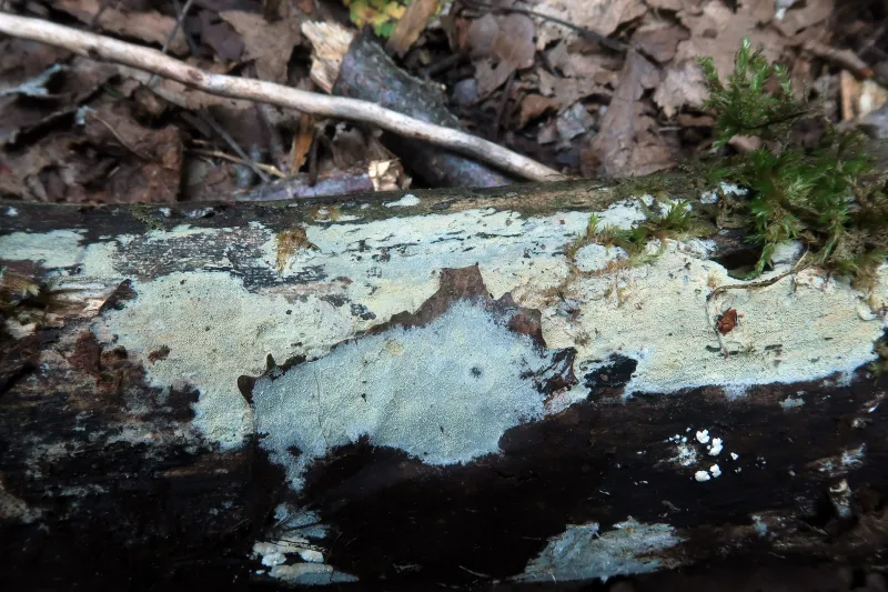 Brevicellicium olivascens 1 - IMG_8881